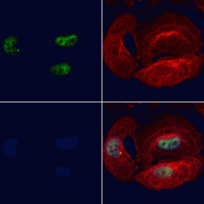 BBX Antibody in Immunocytochemistry (ICC/IF)