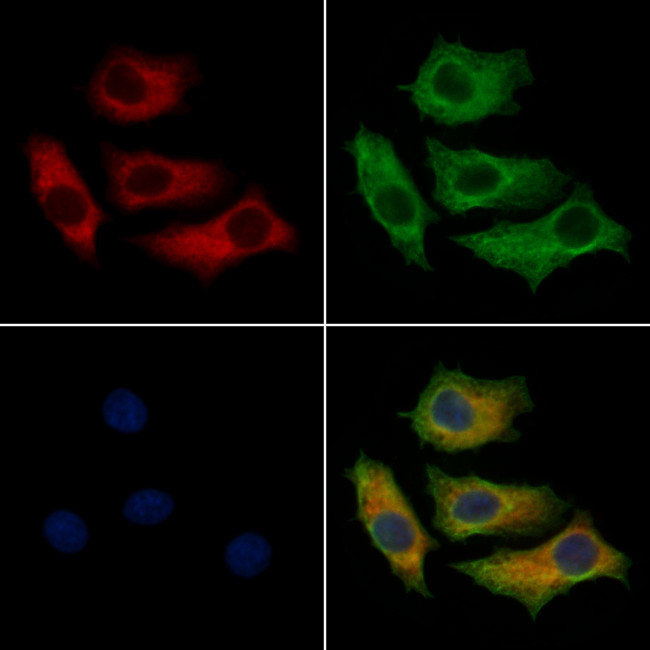 CTPS2 Antibody in Immunocytochemistry (ICC/IF)