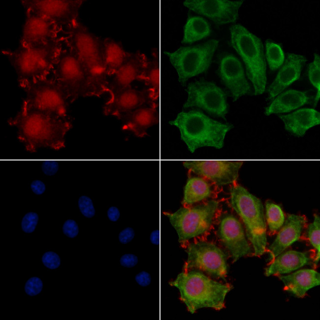 DZIP1 Antibody in Immunocytochemistry (ICC/IF)
