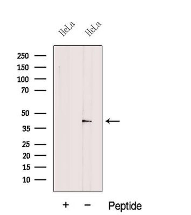 EIF3M Antibody in Western Blot (WB)