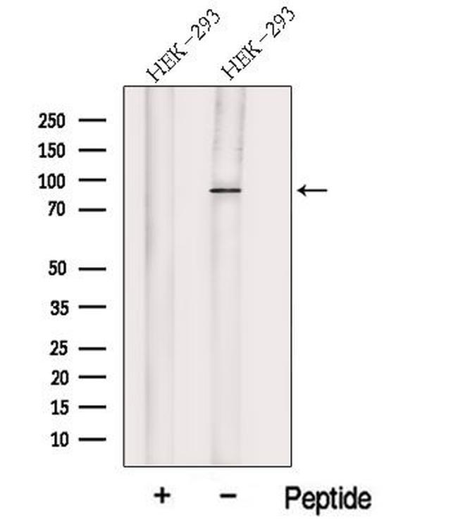 HOOK1 Antibody in Western Blot (WB)