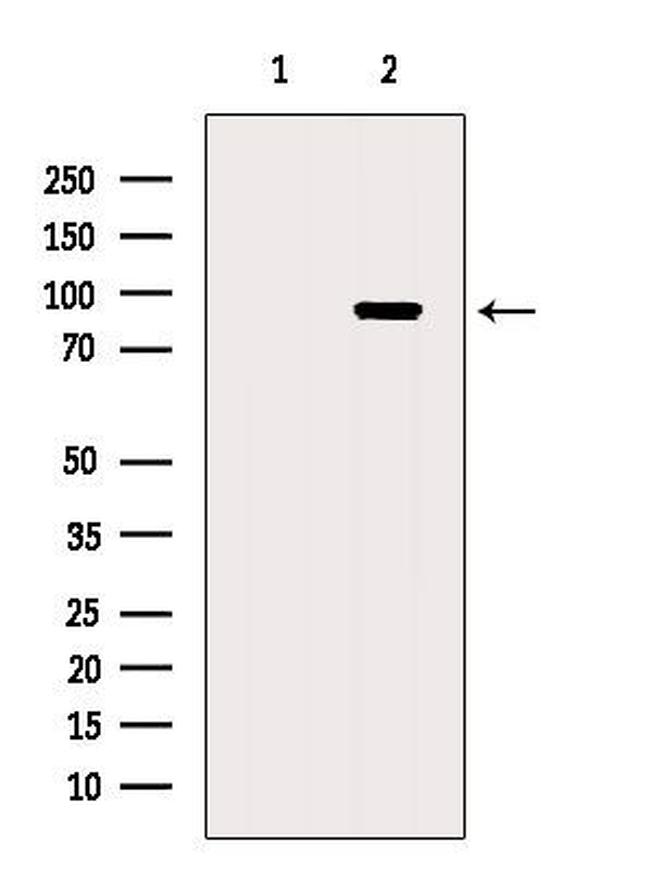 HPS4 Antibody in Western Blot (WB)