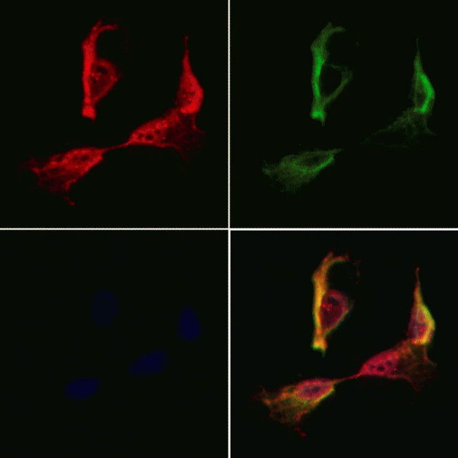 SSFA2 Antibody in Immunocytochemistry (ICC/IF)