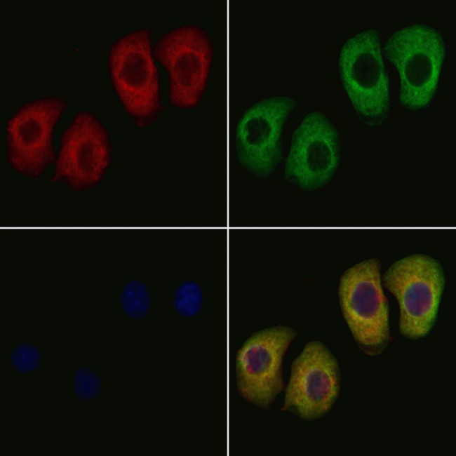 MMAB Antibody in Immunocytochemistry (ICC/IF)