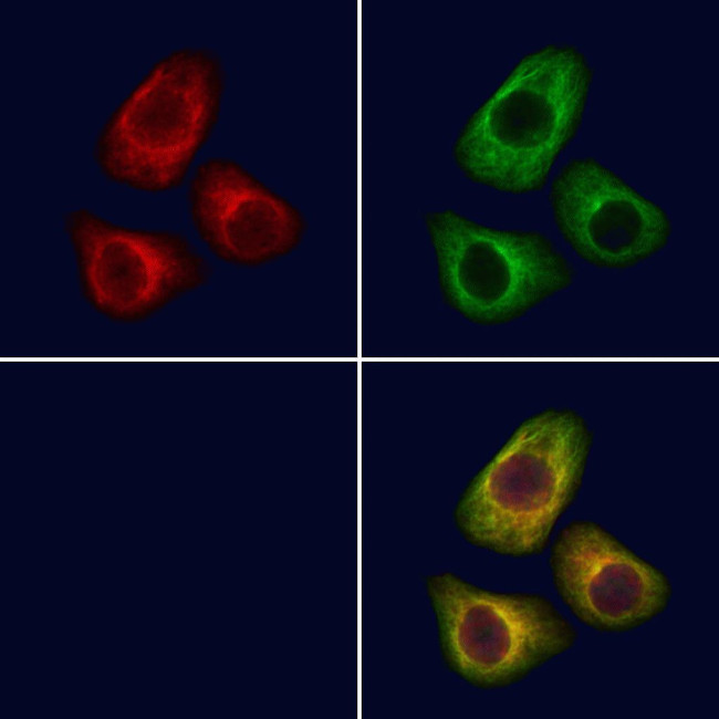 NPTX2 Antibody in Immunocytochemistry (ICC/IF)