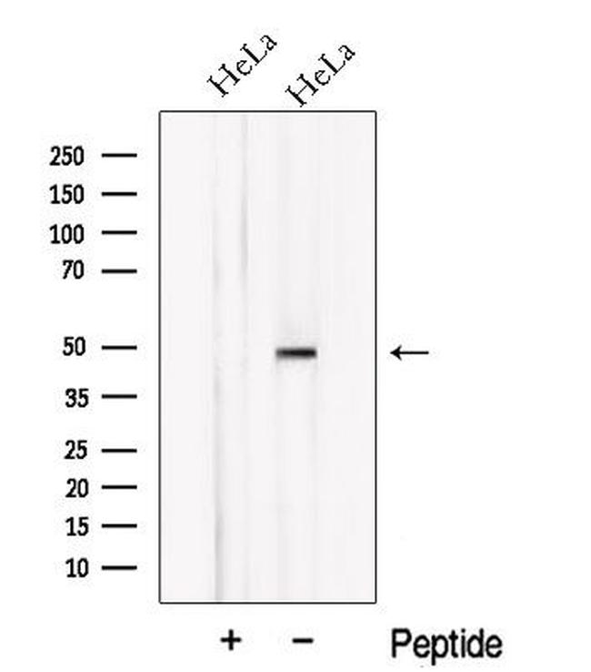 NXN Antibody in Western Blot (WB)