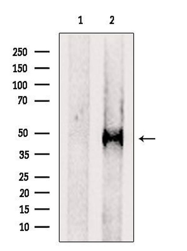 PCPTP1 Antibody in Western Blot (WB)