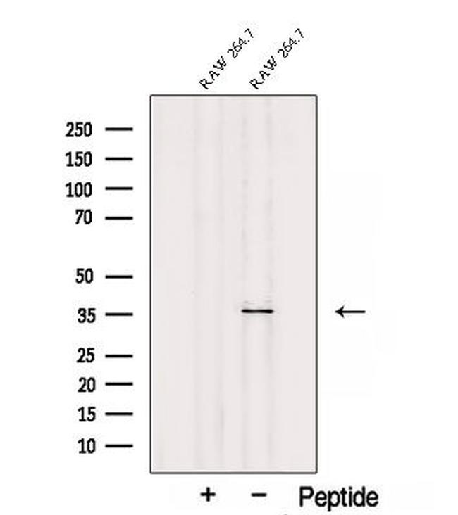 SEC13 Antibody in Western Blot (WB)