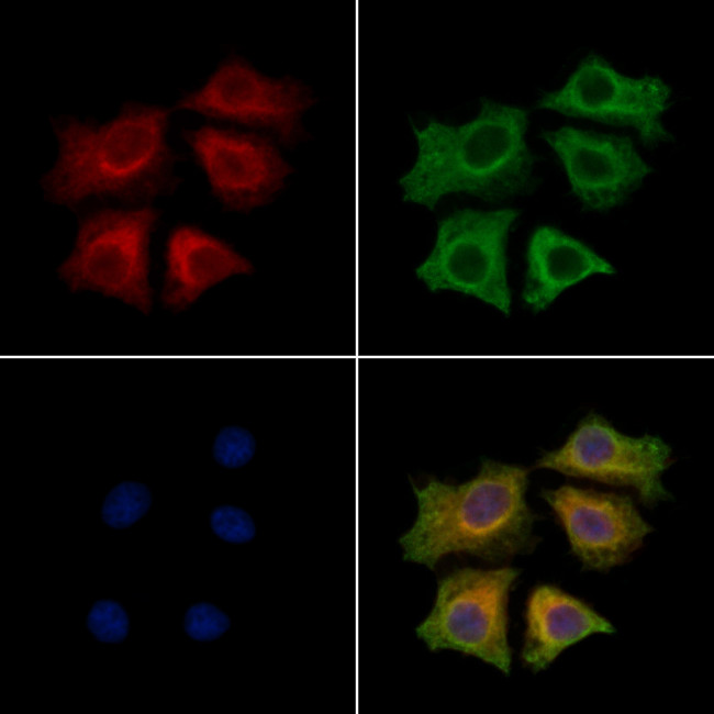 SPRR3 Antibody in Immunocytochemistry (ICC/IF)