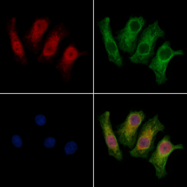 THAP2 Antibody in Immunocytochemistry (ICC/IF)