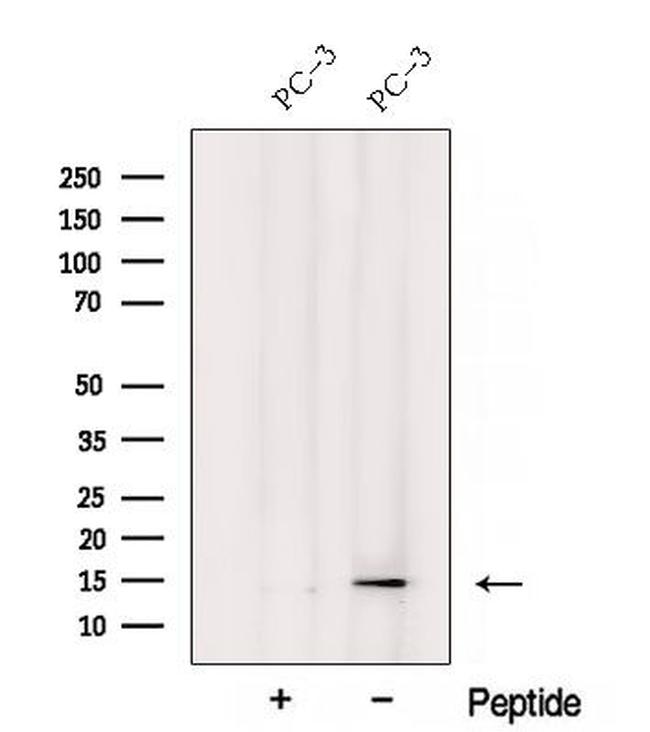 YPEL3 Antibody in Western Blot (WB)