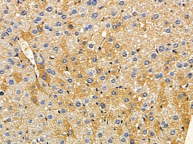 ARMC10 Antibody in Immunohistochemistry (Paraffin) (IHC (P))