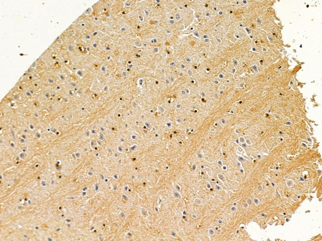 Aspartoacylase Antibody in Immunohistochemistry (Paraffin) (IHC (P))