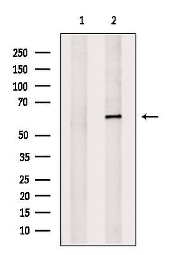 AXUD1 Antibody in Western Blot (WB)