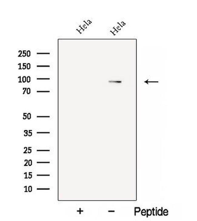 HID1 Antibody in Western Blot (WB)