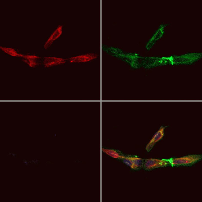 COA7 Antibody in Immunocytochemistry (ICC/IF)