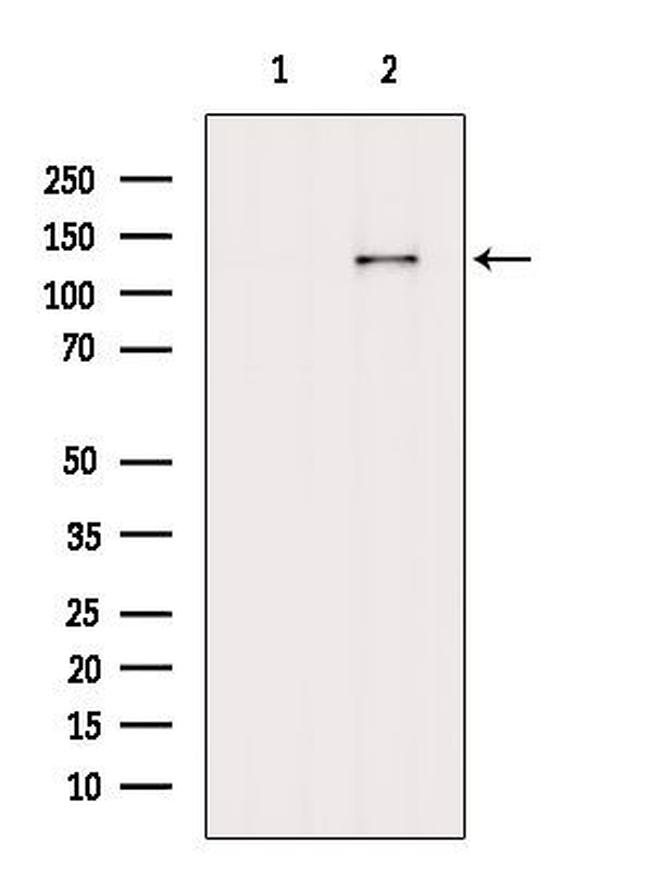 CAPRIN2 Antibody in Western Blot (WB)