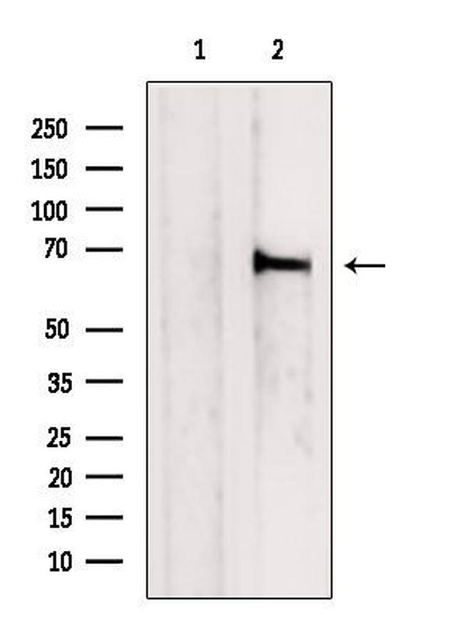 MTGR1 Antibody in Western Blot (WB)