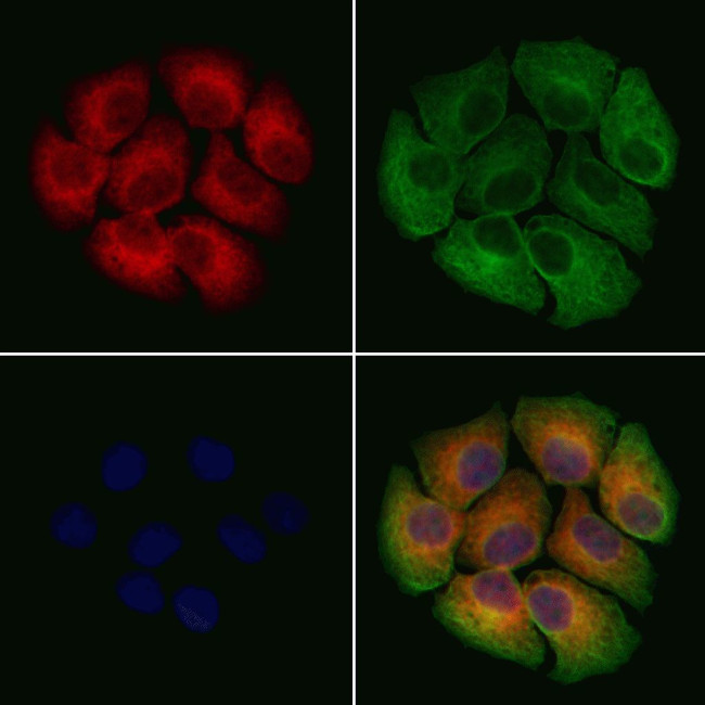 CCDC53 Antibody in Immunocytochemistry (ICC/IF)