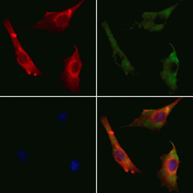 Cyclin I2 Antibody in Immunocytochemistry (ICC/IF)