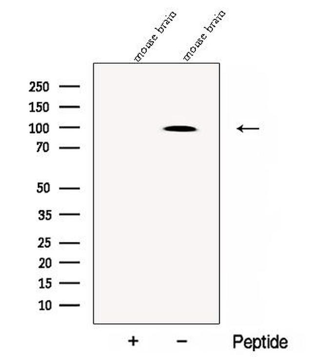 Chromogranin B Antibody in Western Blot (WB)