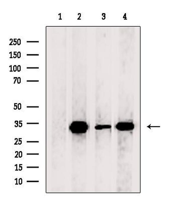 COQ4 Antibody in Western Blot (WB)