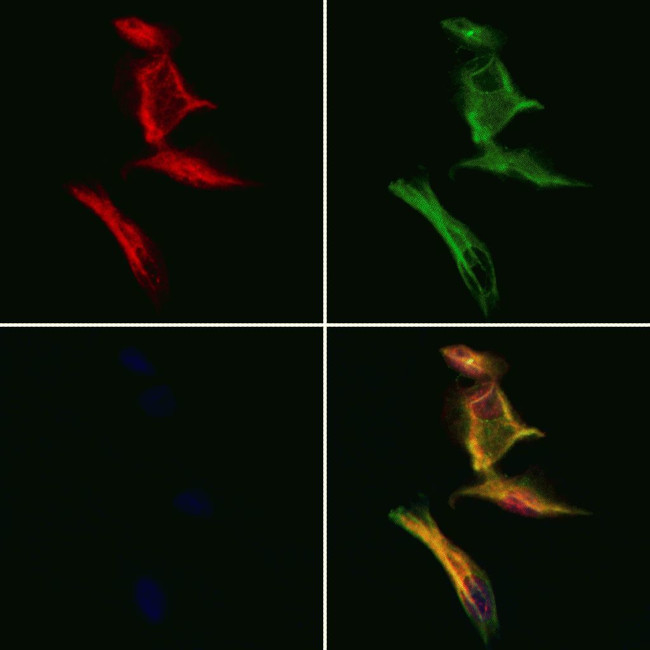 DMXL2 Antibody in Immunocytochemistry (ICC/IF)