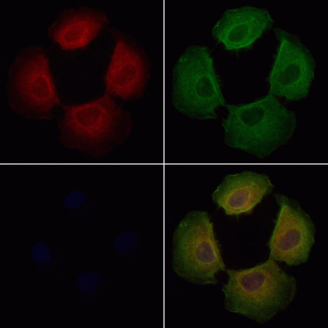 DNAJC11 Antibody in Immunocytochemistry (ICC/IF)