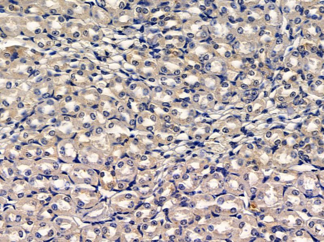DOC2B Antibody in Immunohistochemistry (Paraffin) (IHC (P))