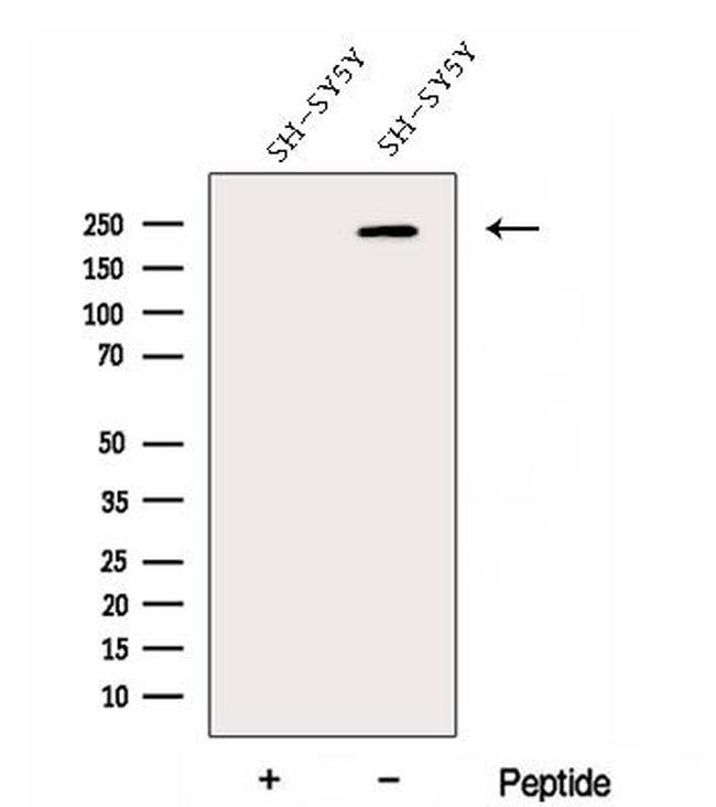 DOCK3 Antibody in Western Blot (WB)