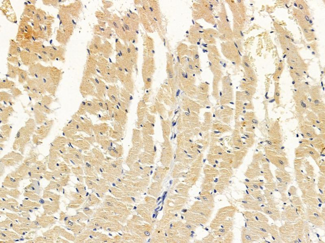 EHD3 Antibody in Immunohistochemistry (Paraffin) (IHC (P))