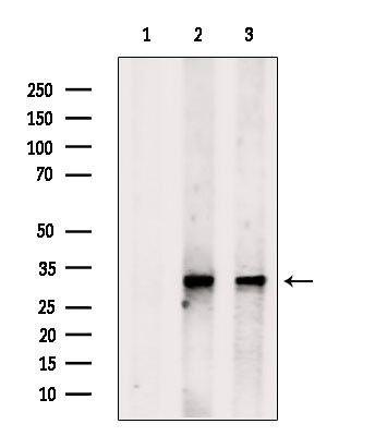 ERGIC1 Antibody in Western Blot (WB)