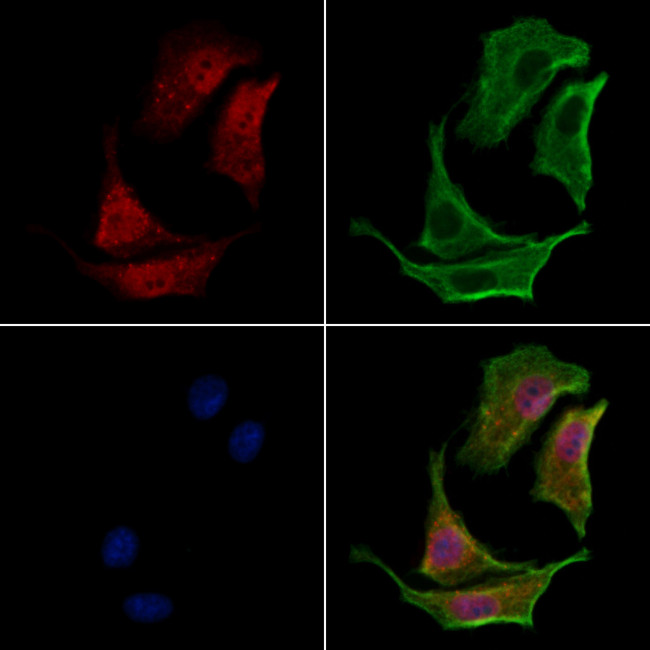 FAM13A Antibody in Immunocytochemistry (ICC/IF)