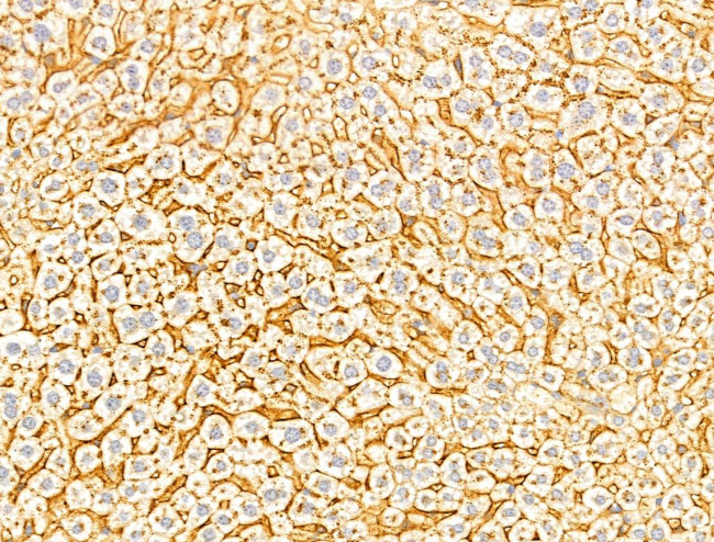 FAM92A1 Antibody in Immunohistochemistry (Paraffin) (IHC (P))