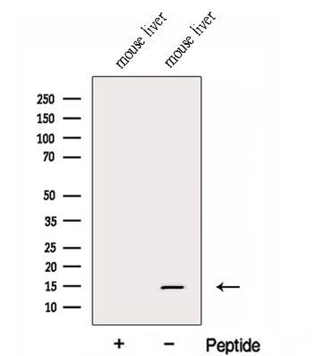 FAU Antibody in Western Blot (WB)