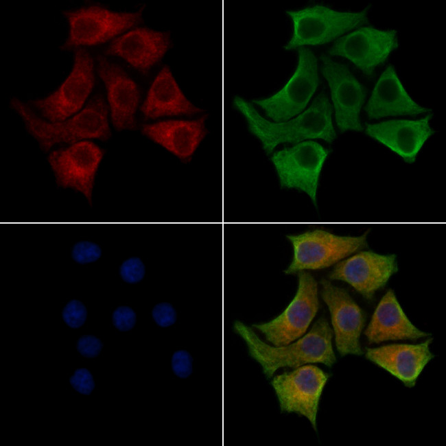 FKBP14 Antibody in Immunocytochemistry (ICC/IF)