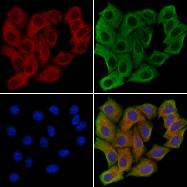 GOLGB1 Antibody in Immunocytochemistry (ICC/IF)