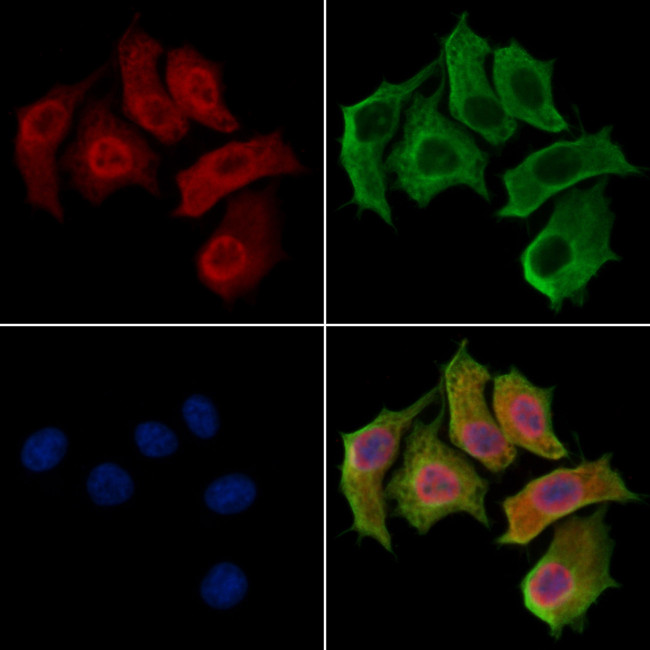 GINS3 Antibody in Immunocytochemistry (ICC/IF)