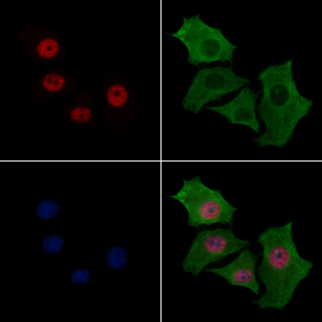 hnRNP H3 Antibody in Immunocytochemistry (ICC/IF)
