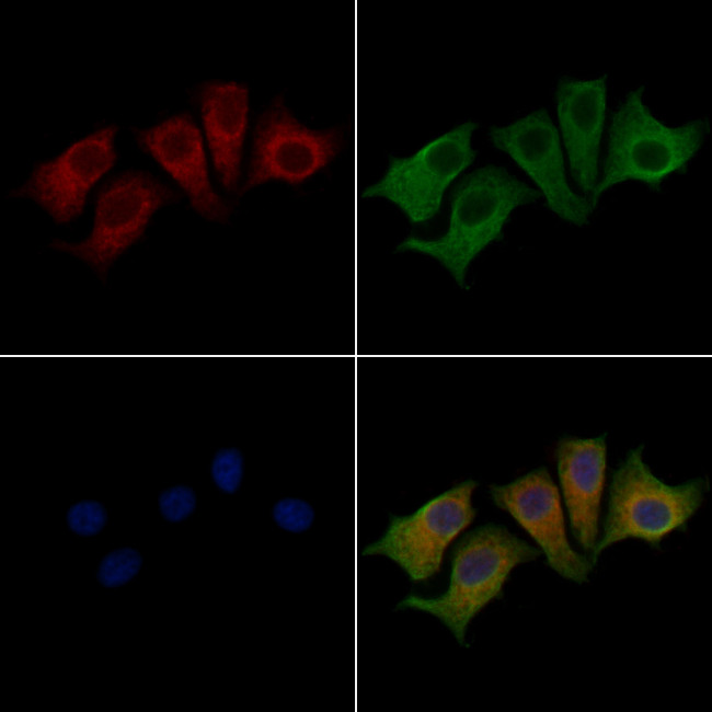 KCTD5 Antibody in Immunocytochemistry (ICC/IF)