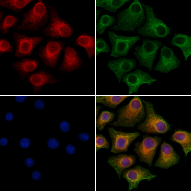 GSE1 Antibody in Immunocytochemistry (ICC/IF)