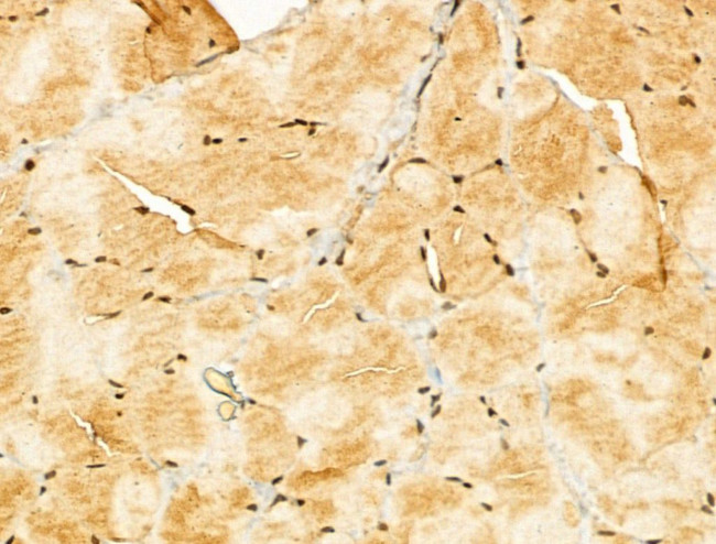 RFLAT-1 Antibody in Immunohistochemistry (Paraffin) (IHC (P))