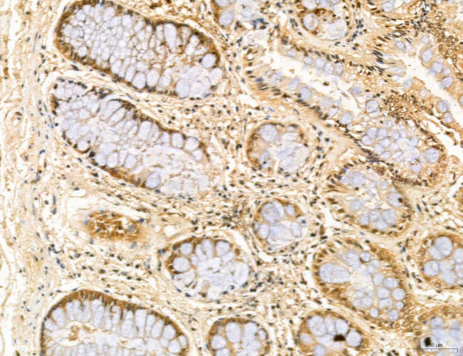 LENG8 Antibody in Immunohistochemistry (Paraffin) (IHC (P))