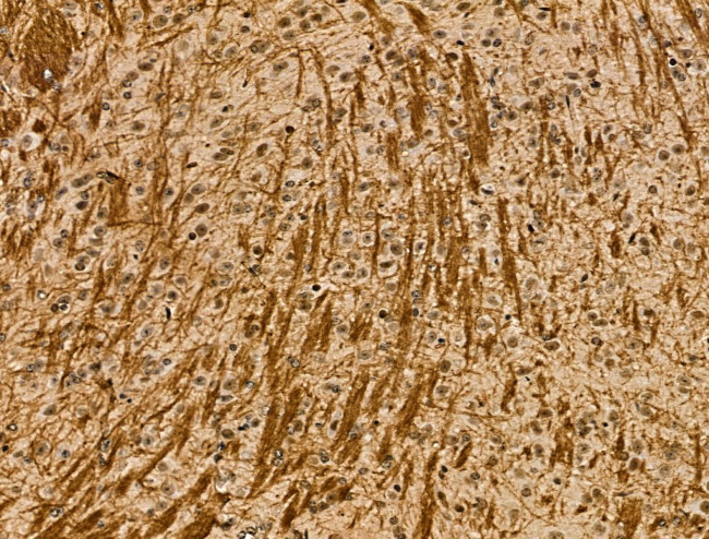 MOBP Antibody in Immunohistochemistry (Paraffin) (IHC (P))