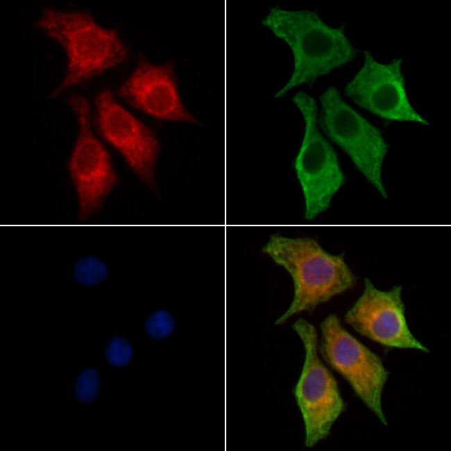 NECAP1 Antibody in Immunocytochemistry (ICC/IF)