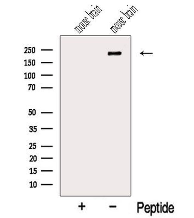 NISCH Antibody in Western Blot (WB)