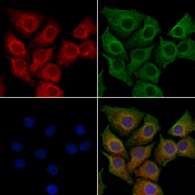 NOMO2 Antibody in Immunocytochemistry (ICC/IF)