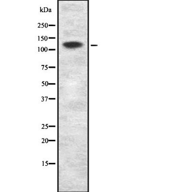 MCF2L Antibody in Western Blot (WB)