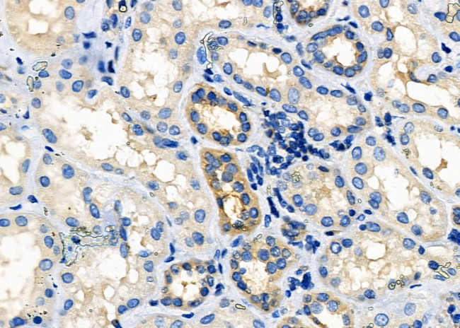 GNG10 Antibody in Immunohistochemistry (Paraffin) (IHC (P))
