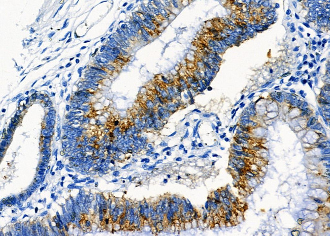 GNG11 Antibody in Immunohistochemistry (Paraffin) (IHC (P))
